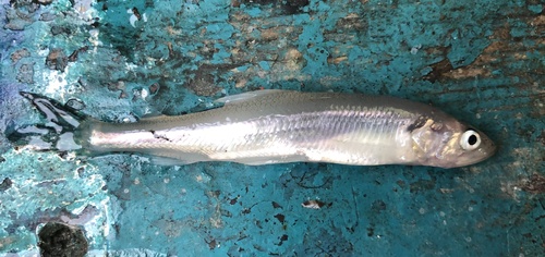 European Smelt, Baie de la Seine, Ablon, FR, photo 8 of 10