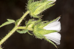 Malva setigera