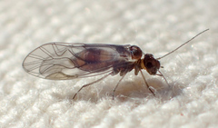 Elipsocus hyalinus