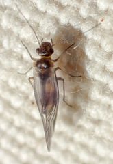 Elipsocus hyalinus