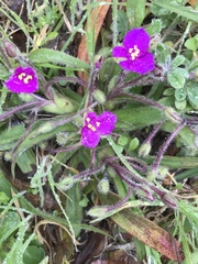 Tradescantia subacaulis