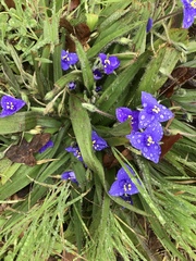 Tradescantia subacaulis