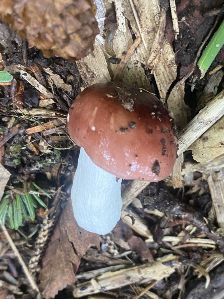 Russula · July 2023 · photo: © ilya_rudenko (iNaturalist, cc-by)
