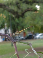 Micrathyria longifasciata