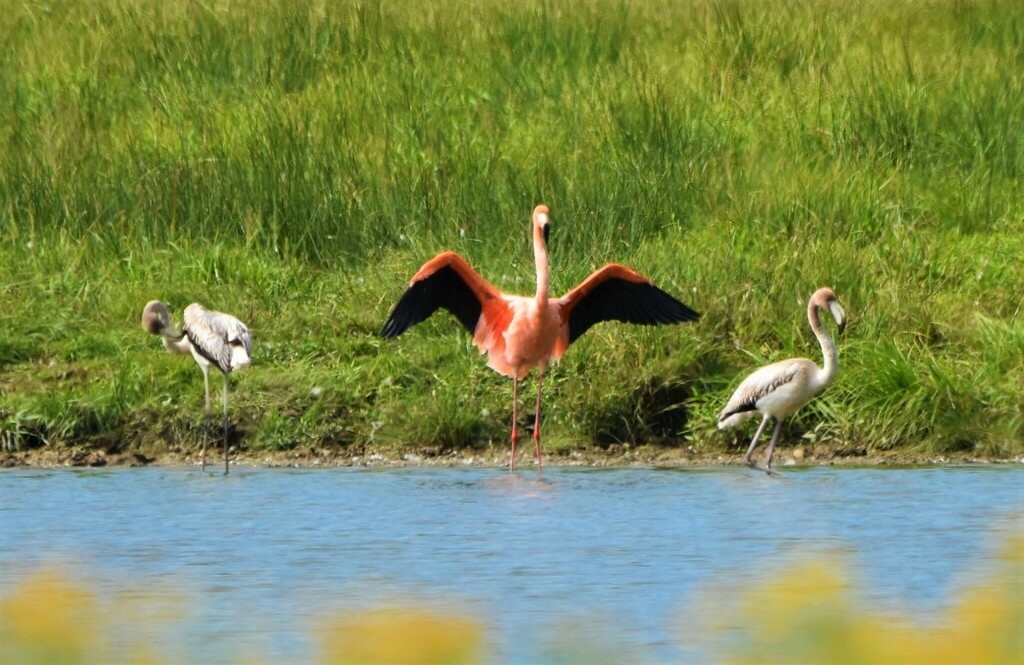 American Flamingo from Pumping Station Rd, Iron City, TN, US on ...