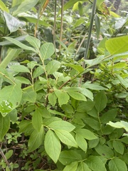 (c) Илья Руденко, some rights reserved (CC BY) Vaccinium smallii, photograph (c) Илья Руденко, some rights reserved (CC BY)