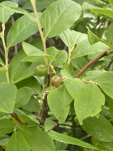 Vaccinium smallii, photograph 3