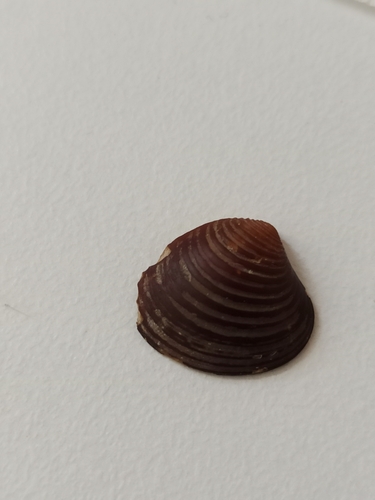 Representative image of Astarte sulcata