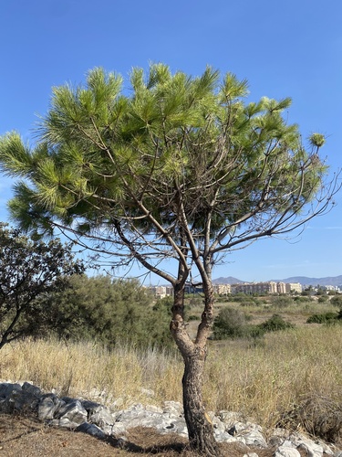 Avistamiento Pino piñonero (Doñana)