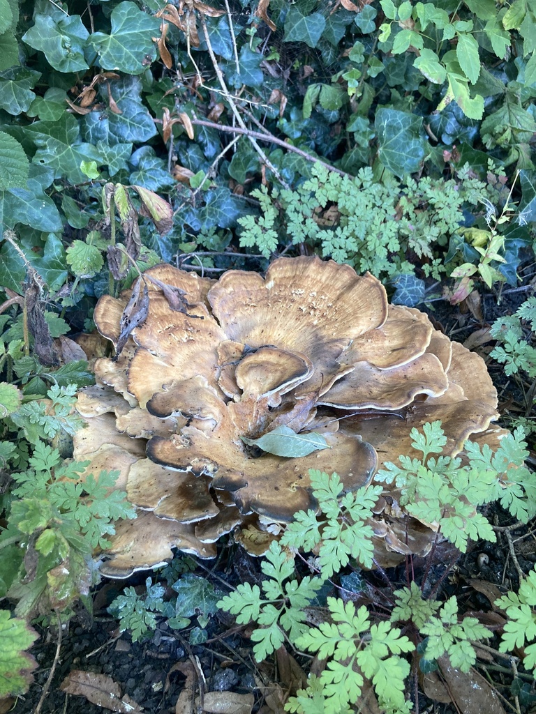 Giant Polypore from Honister Close, Brierley Hill, England, GB on ...