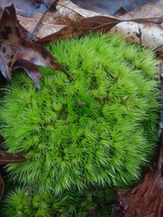 Dicranum condensatum