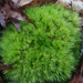 Condensed Dicranum Moss - Photo (c) Will McFarland, some rights reserved (CC BY), uploaded by Will McFarland