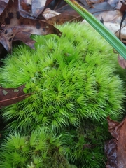 Dicranum condensatum