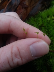 Dicranum condensatum