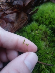 Dicranum condensatum