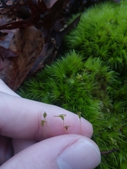 Dicranum condensatum