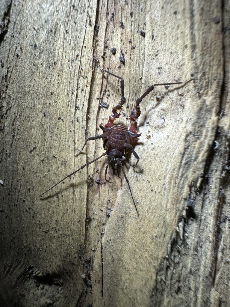 Metabalta polyhastata