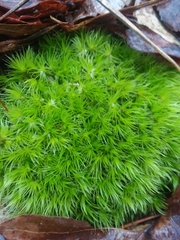 Dicranum condensatum