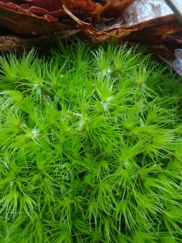 Image of Condensed Dicranum Moss (Dicranum condensatum) by (c) Will McFarland, some rights reserved (CC BY)