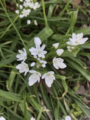 Allium neapolitanum