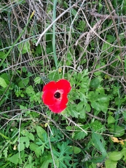 Ranunculus asiaticus