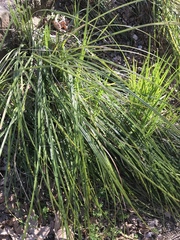 Festuca californica
