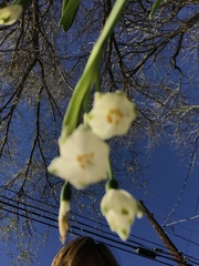 Leucojum