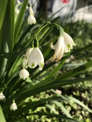 Leucojum