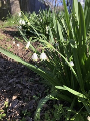Leucojum