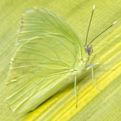 Aphrissa statira