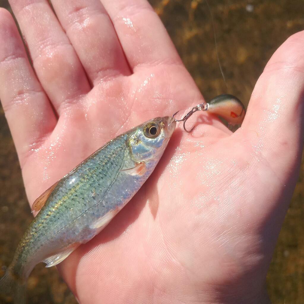Spirlin (Alburnoides bipunctatus) — Cyprinidae