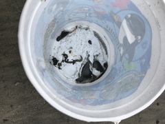 Nephtys californiensis