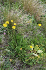 Leontodon caucasicus