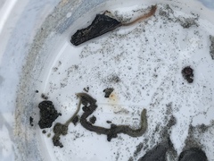 Nephtys californiensis