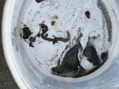 Nephtys californiensis