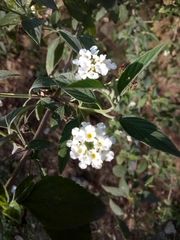 Lantana canescens