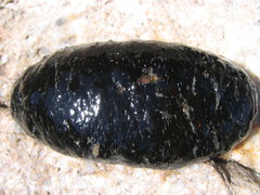 Holothuria poli