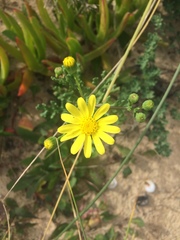 Senecio gallicus