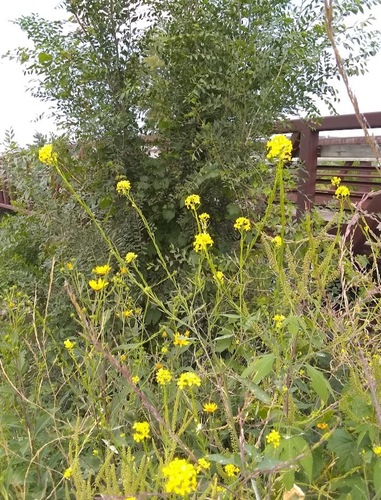 Sisymbrium officinale iNat (2)