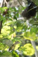 Tolmomyias flavotectus