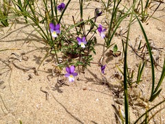 Viola tricolor curtisii
