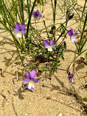 Viola tricolor curtisii