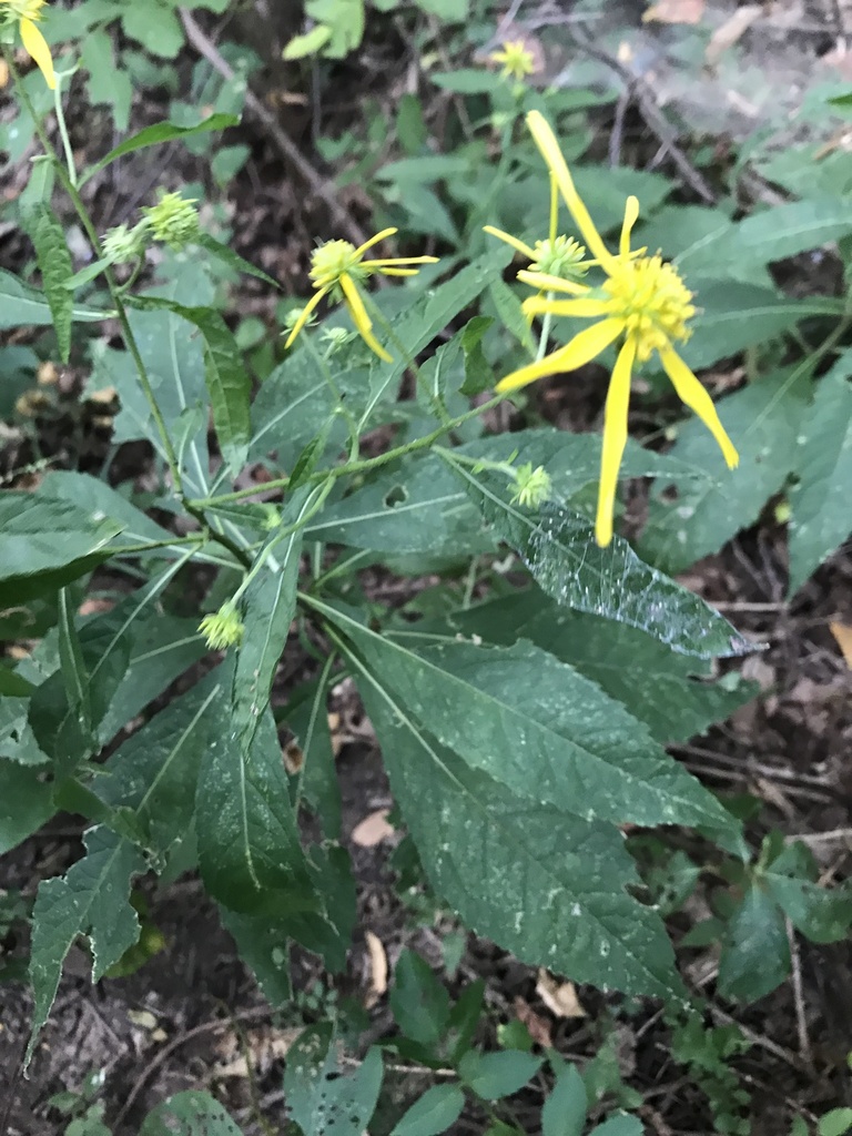 Wingstem Dead Wingstem from Norman, OK, US on September 5, 2023 at 09:28 AM by ...