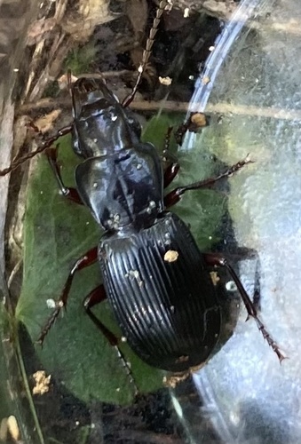 Pterostichus rostratus photo 3
