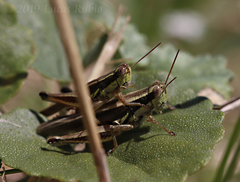 Dichroplus elongatus