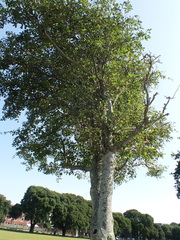 Alnus glutinosa — photo 2