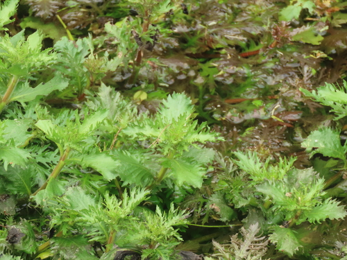 Image of Hygrophila difformis by (c) chiuluan, some rights reserved (CC BY)