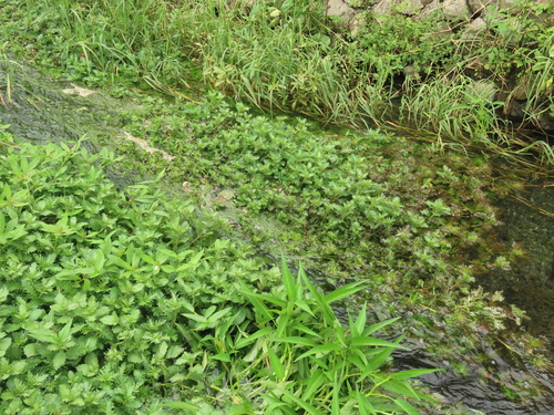 Hygrophila difformis, photograph 6