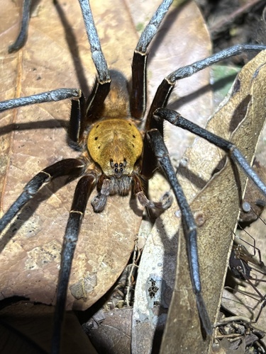 Ancylometes terrenus