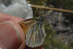 Argyrophenga janitae